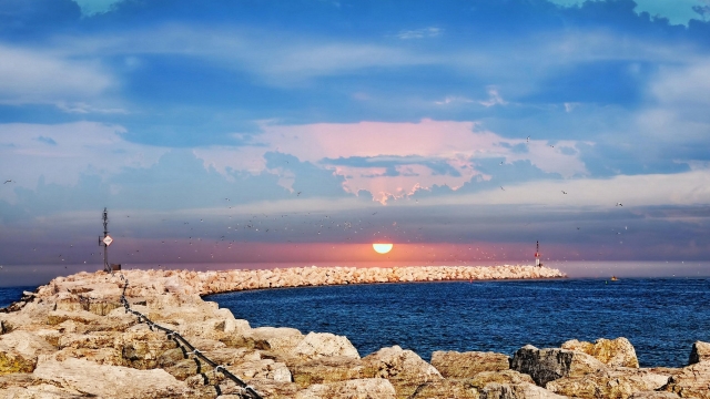 园林绿化苗木冬青